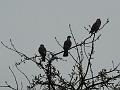 2013-0318-1500_Pigeons_4,8C